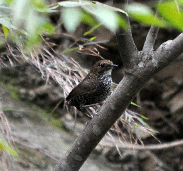 Pygmy Wren Babbler